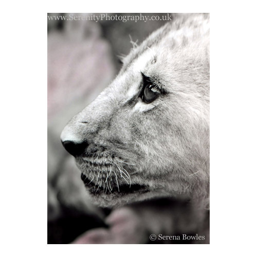 black and white shot of a lion cub in profile. Zimbabwe, Africa